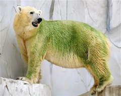green polar bear